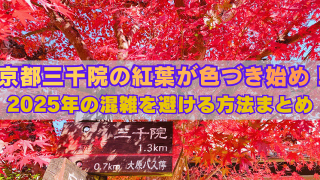 「真っ赤に色づいた紅葉に囲まれた京都・三千院への道しるべ。『京都三千院の紅葉が色づき始め！2025年の混雑を避ける方法まとめ』というテキストが中央に大きく表示されている。」