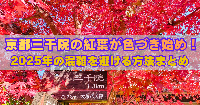 「真っ赤に色づいた紅葉に囲まれた京都・三千院への道しるべ。『京都三千院の紅葉が色づき始め！2025年の混雑を避ける方法まとめ』というテキストが中央に大きく表示されている。」