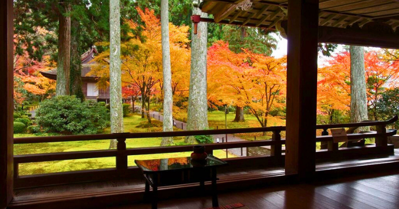 「京都・三千院の縁側から眺める美しい紅葉庭園。色づいた赤や黄色のモミジが並び、静かな木造建築の室内からのどかな秋の風景が広がっている。」