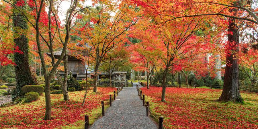 京都三千院の紅葉