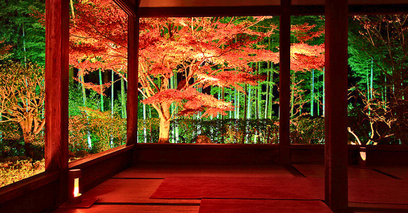 「京都・三千院の座敷から望む、ライトアップされた夜の紅葉庭園。赤く染まったモミジが幻想的に照らされ、奥には緑色にライトアップされた竹林が広がっている。」