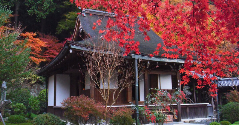 「紅葉が色づく秋の京都・三千院。真っ赤なモミジが彩る境内の風景と、伝統的な木造建築の建物が静かに佇んでいる。」