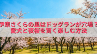 青空の下で満開の桜並木が広がる公園風景を背景に、半透明の白帯の上へピンク色の文字で「伊東さくらの里はドッグランが穴場？愛犬と夜桜を賢く楽しむ方法」と大きく配置したアイキャッチ画像。