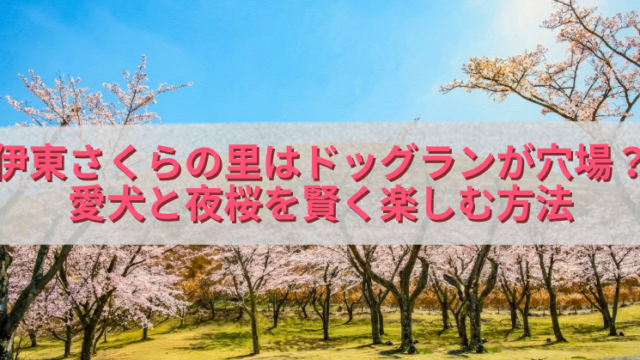 青空の下で満開の桜並木が広がる公園風景を背景に、半透明の白帯の上へピンク色の文字で「伊東さくらの里はドッグランが穴場？愛犬と夜桜を賢く楽しむ方法」と大きく配置したアイキャッチ画像。