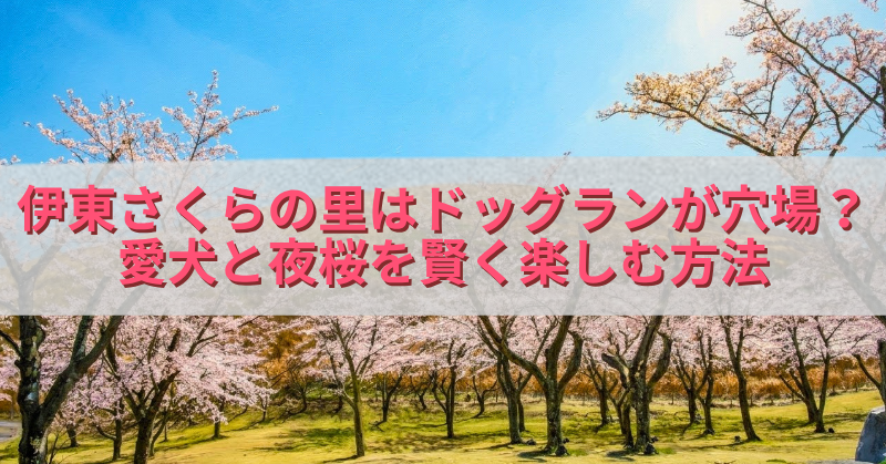 青空の下で満開の桜並木が広がる公園風景を背景に、半透明の白帯の上へピンク色の文字で「伊東さくらの里はドッグランが穴場？愛犬と夜桜を賢く楽しむ方法」と大きく配置したアイキャッチ画像。