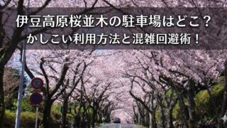 伊豆高原の桜並木がトンネルのように道路を覆う春景色に、「伊豆高原桜並木の駐車場はどこ？ かしこい利用方法と混雑回避術！」という白文字タイトルを重ねたアイキャッチ画像