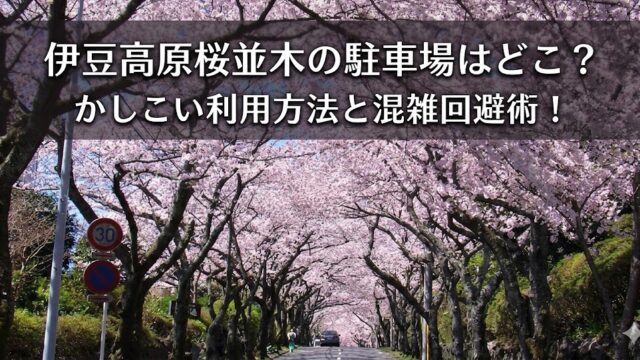 伊豆高原の桜並木がトンネルのように道路を覆う春景色に、「伊豆高原桜並木の駐車場はどこ？ かしこい利用方法と混雑回避術！」という白文字タイトルを重ねたアイキャッチ画像
